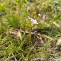 Utricularia caerulea L.